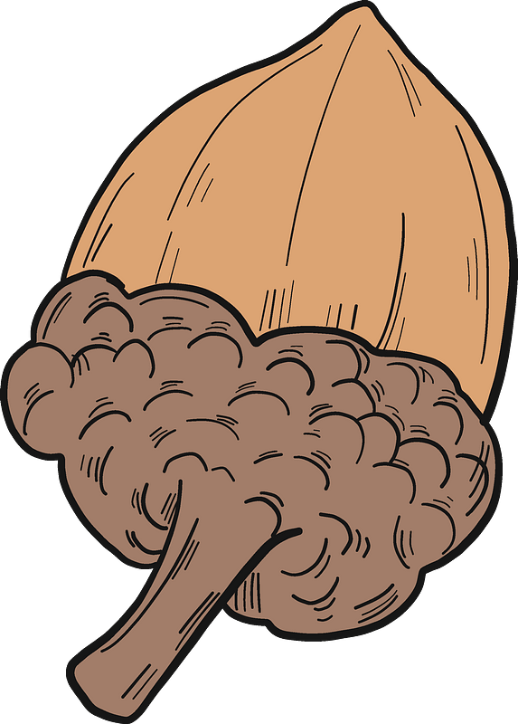 Acorn