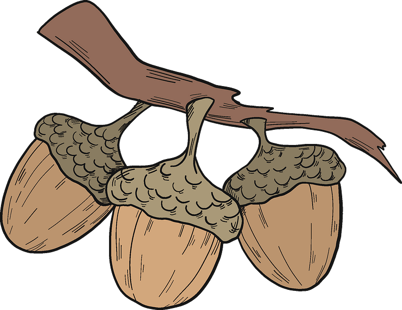 Acorns on a branch