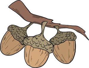 Acorns on a branch