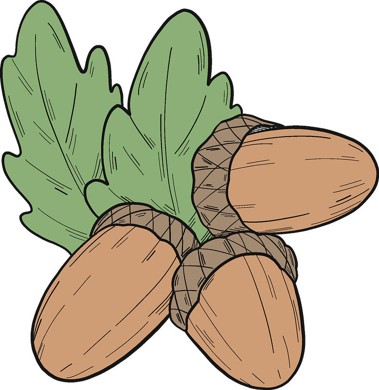 Acorns