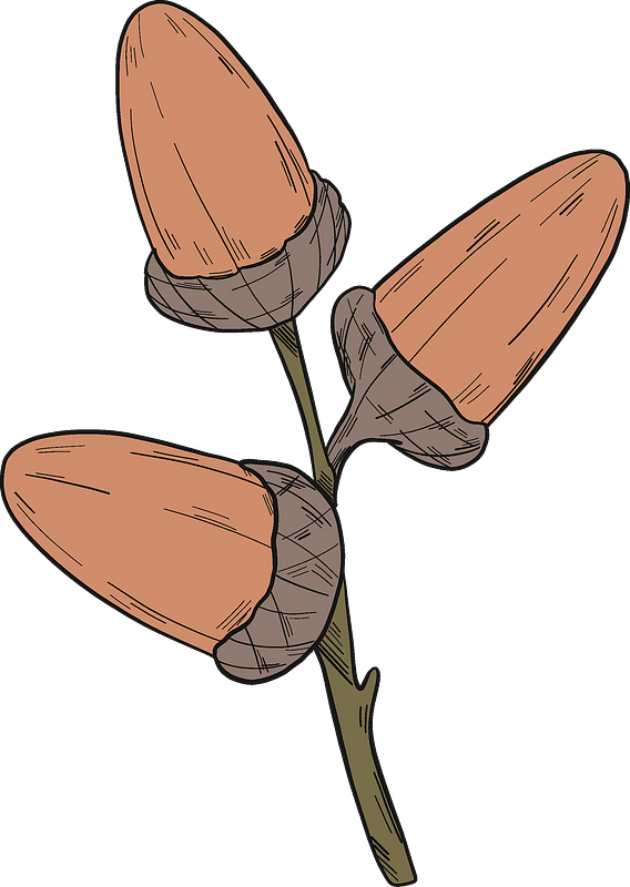 Acorns