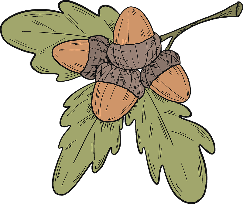 Acorns