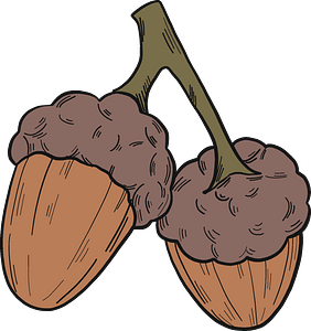Acorns