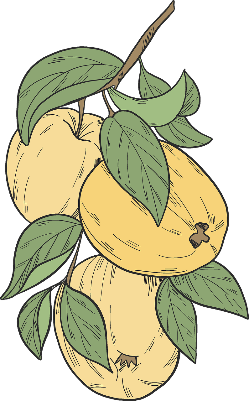 Yellow apples on a branch