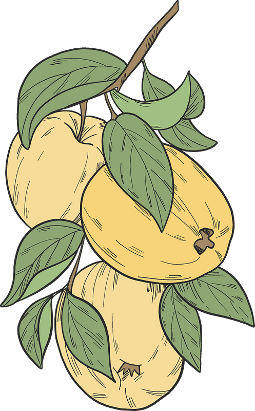 Yellow apples on a branch