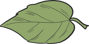 Apple tree leaf