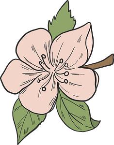 Apple tree flower