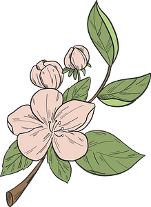 Apple tree flower