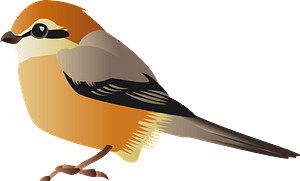 Bull headed shrike bird