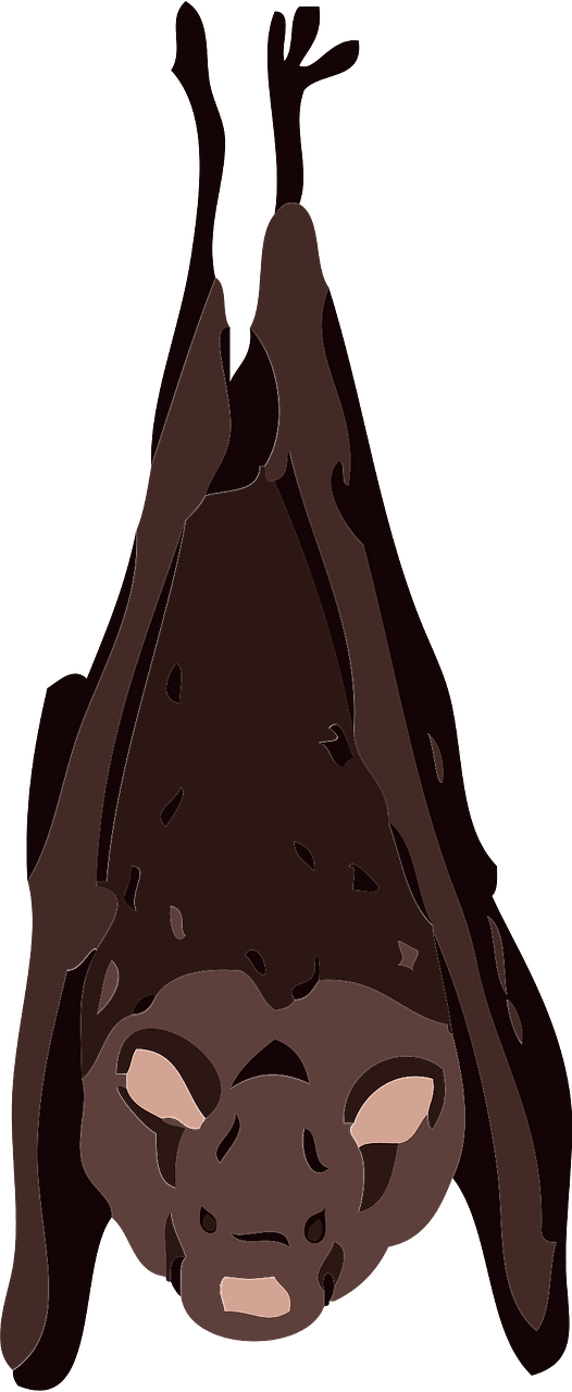 Bat animal
