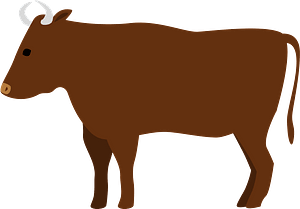 Beef cattle