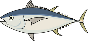 Bigeye tuna fish