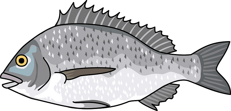 Blackhead seabream fish