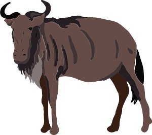 Blue wildebeest animal