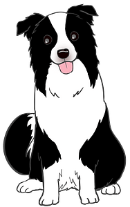 Bordercollie