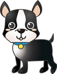 Boston Terrier