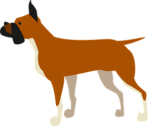Boxer dog