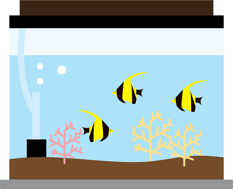 Aquarium angelfish