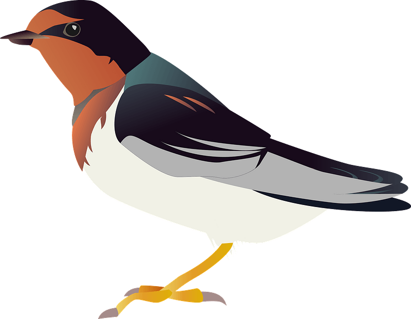 Barn swallow bird