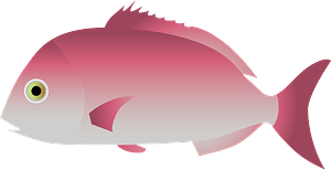 Japanese seabream fish