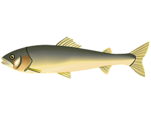 Ayu sweetfish
