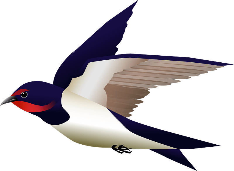 Barn swallow bird