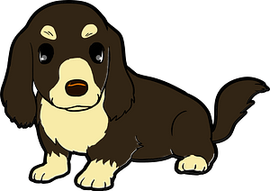 Dachshund dog