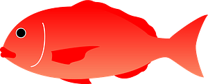 Japanese seabream fish