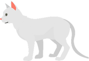White cat