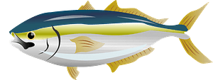 Japanese amberjack yellowtail
