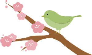 Japanese bush warbler bird on cherry blossom branch