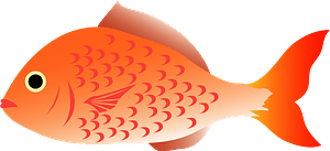 Japanese seabream fish