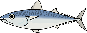 Mackerel fish