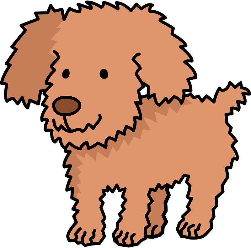 Poodle