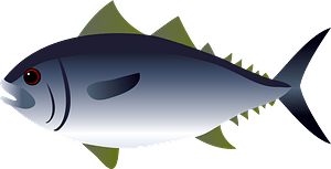 金槍魚
