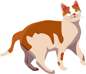 Orange and White Cat