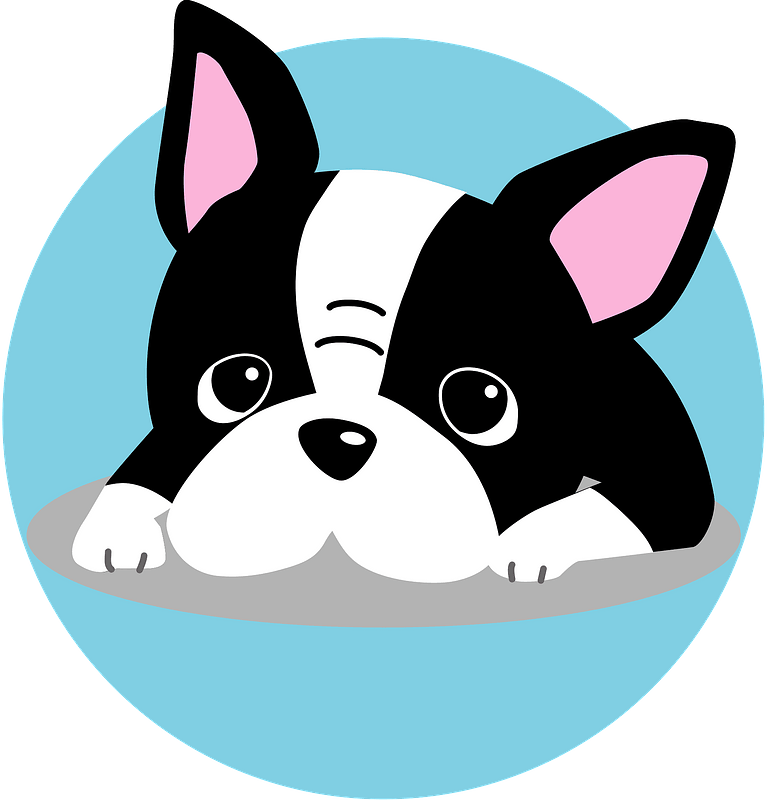 Boston terrier