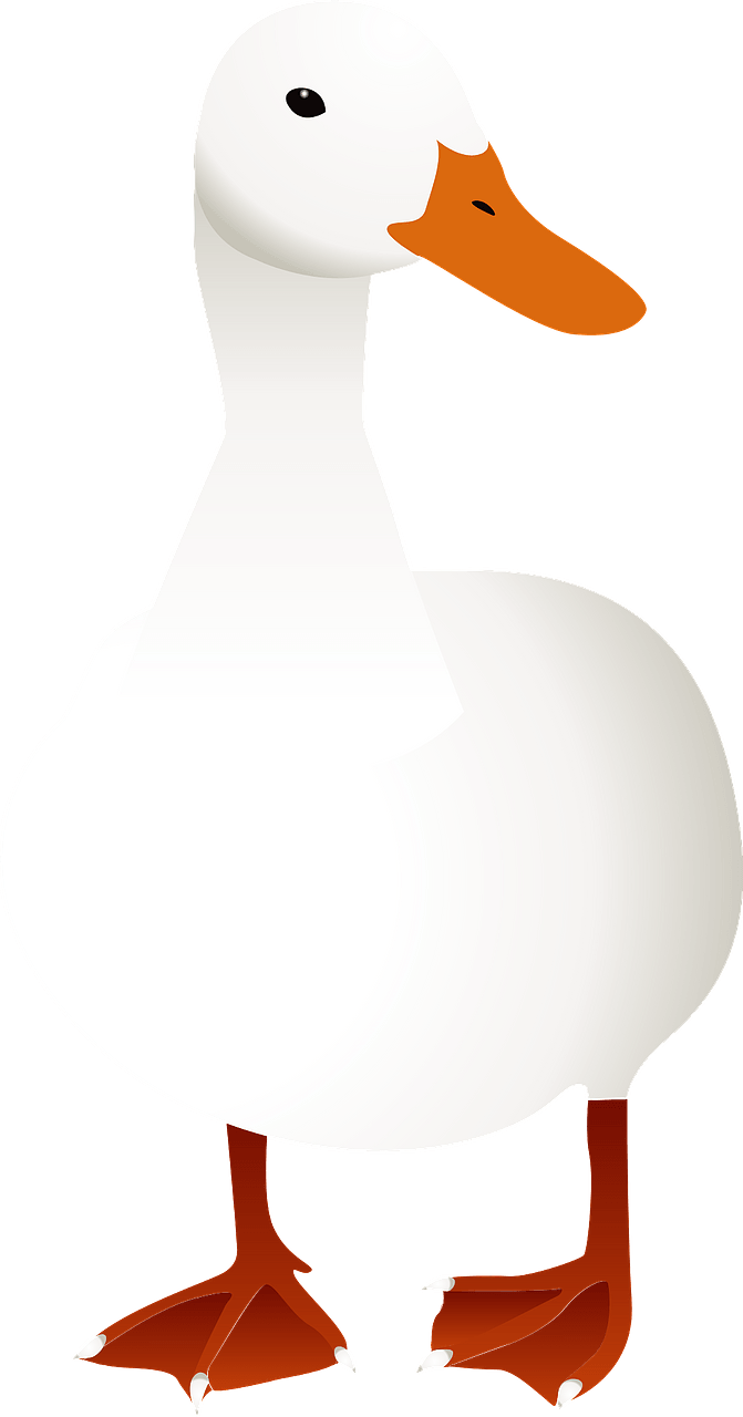 Domestic duck