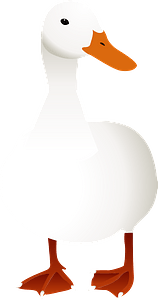 Domestic duck