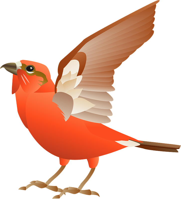 Red crossbill bird