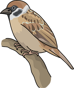 Sparrow bird