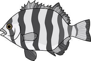 Striped beakfish fish