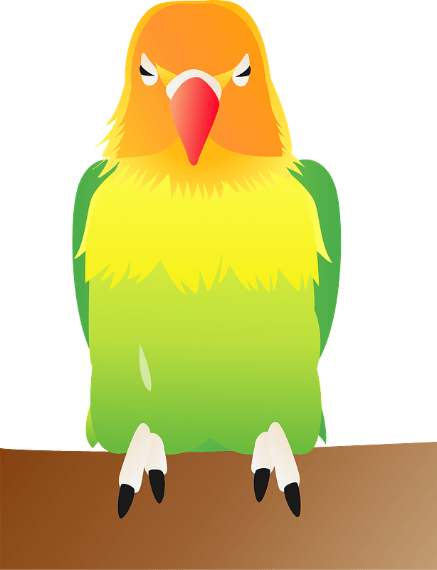 Fischers lovebird