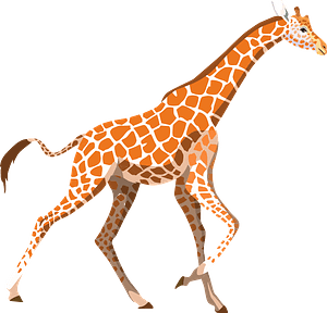 Giraffe 