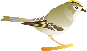 Goldcrest bird