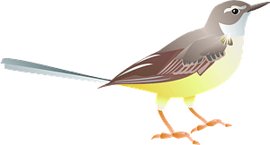 Grey wagtail bird