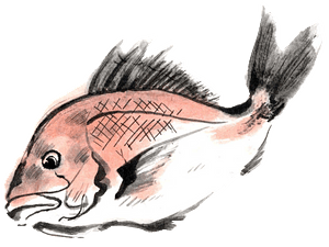 Japanese seabream fish