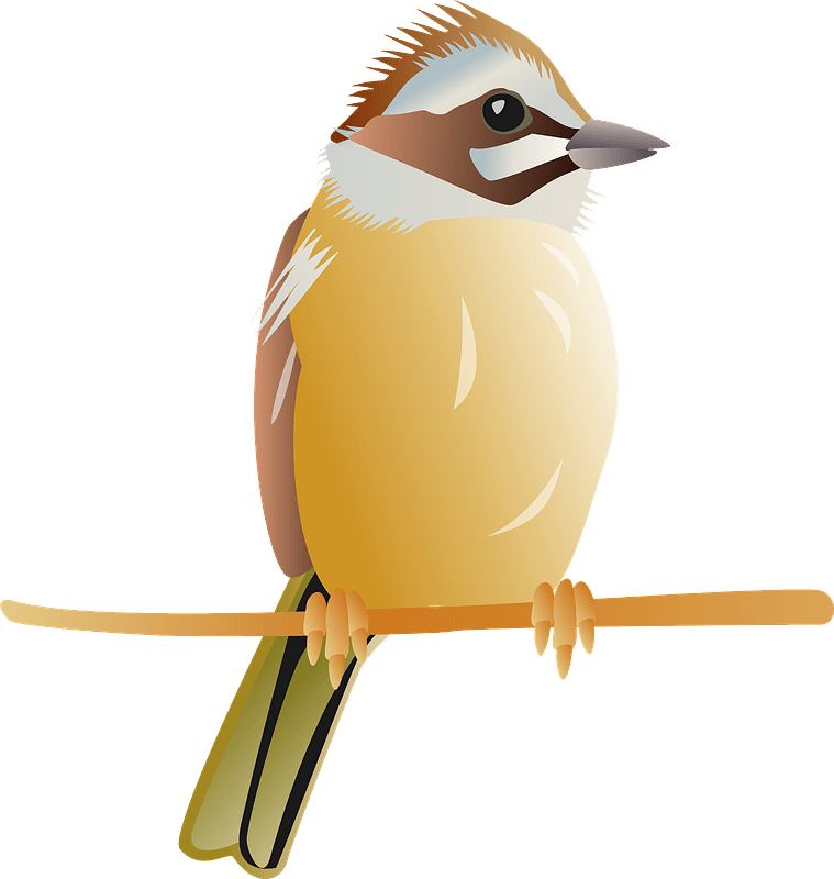 Meadow bunting bird