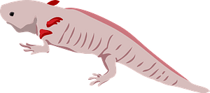 Mexican salamander