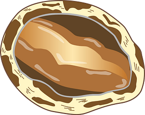 Abalone shellfish